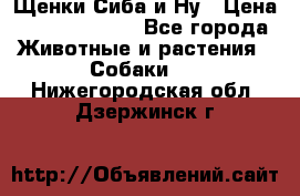 Щенки Сиба и Ну › Цена ­ 35000-85000 - Все города Животные и растения » Собаки   . Нижегородская обл.,Дзержинск г.